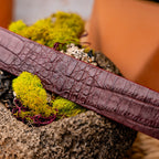 caiman fuscus-back belt Silvio Wine